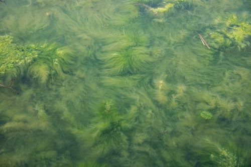深度学习对抗海洋赤潮危机！浙大GIS实验室提出ChloroFormer模型可提前预警海洋藻类爆发