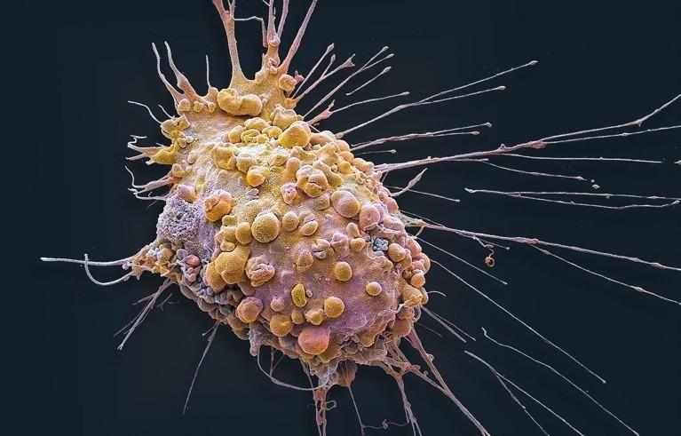 AI虚拟细胞开启生物研究新范式(图2)