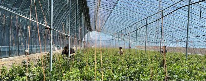 AI赋能乡村振兴：烟台市桃村镇贾家沟村智慧农业发展的案例研究(图6)