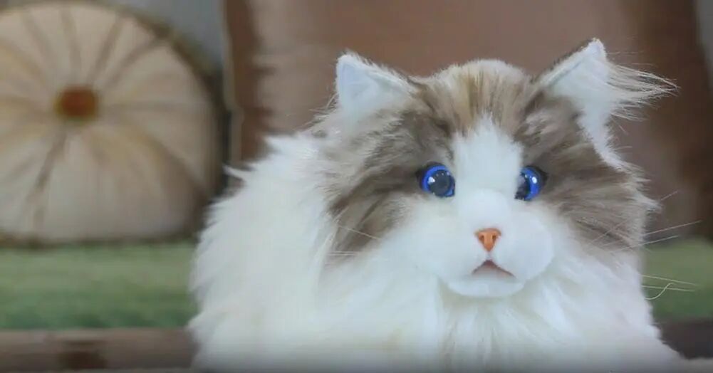 九游娱乐：AI宠物机器人如此小众的赛道红杉也投了？(图2)